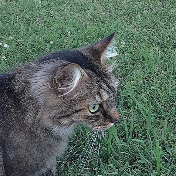 Meet your Posher, Laurel - Picture 1 of 1